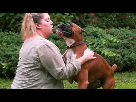 AKC Dog Breed Video — Boxer