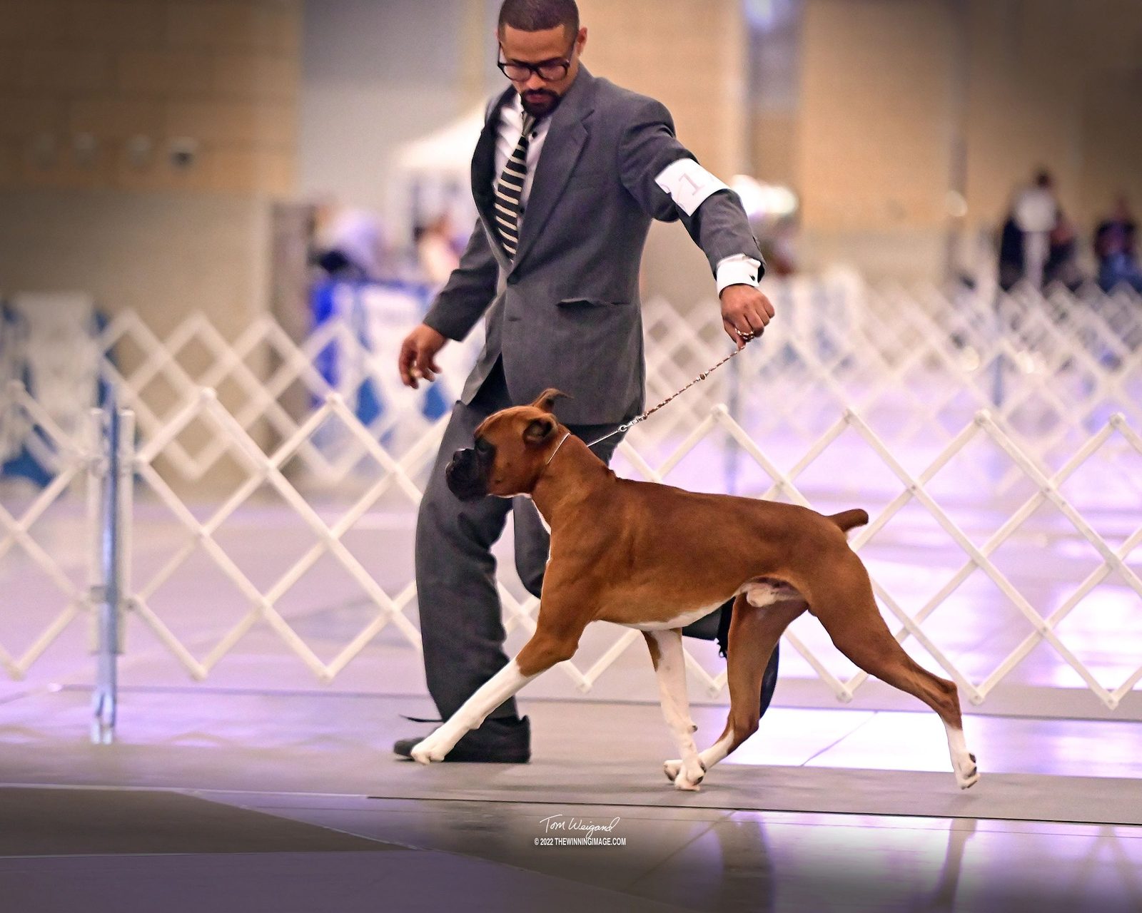 Bandit — CH Bessbox Rams Bandit, RAM BOXERS fawn Boxer