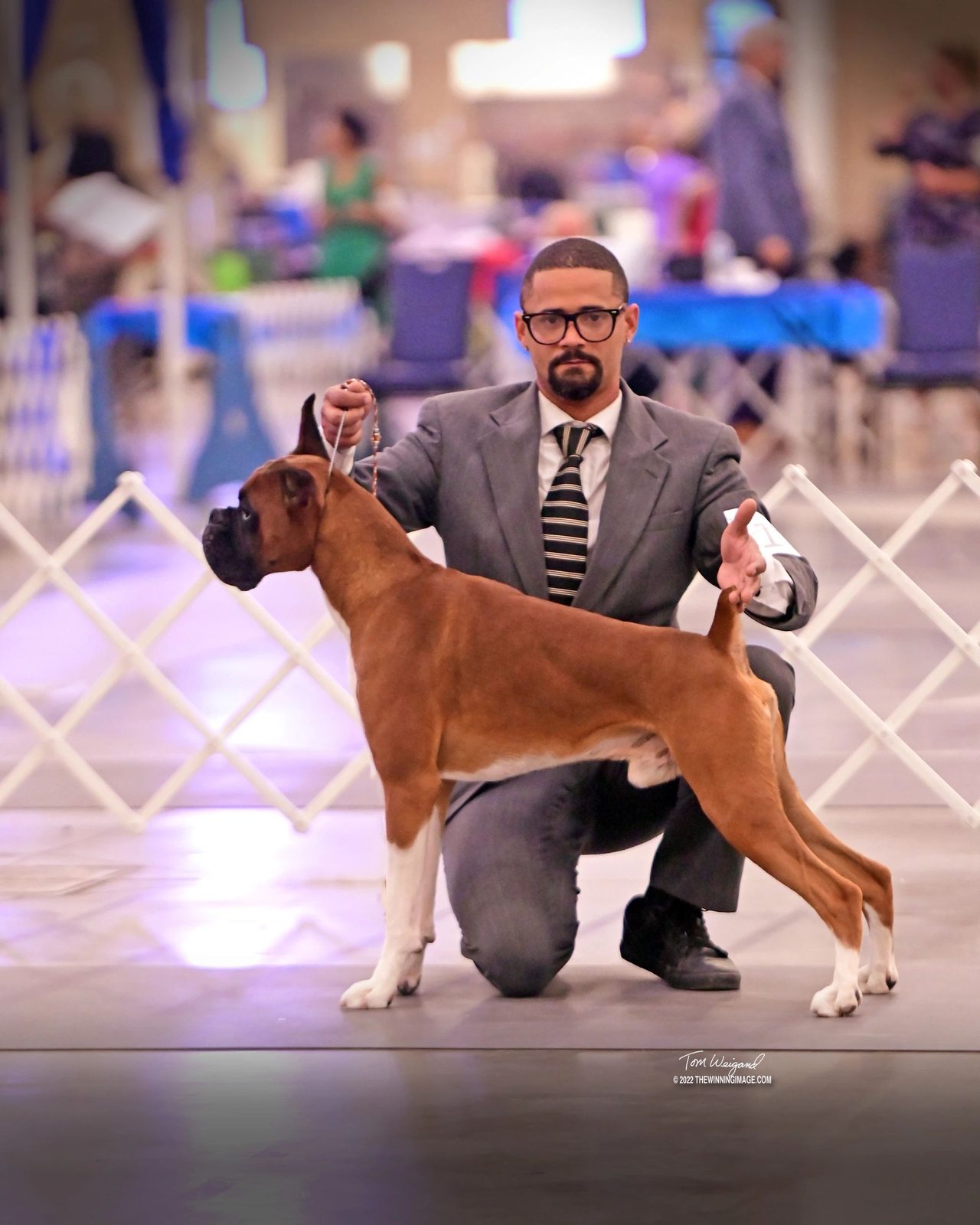Bandit — CH Bessbox Rams Bandit, RAM BOXERS fawn Boxer