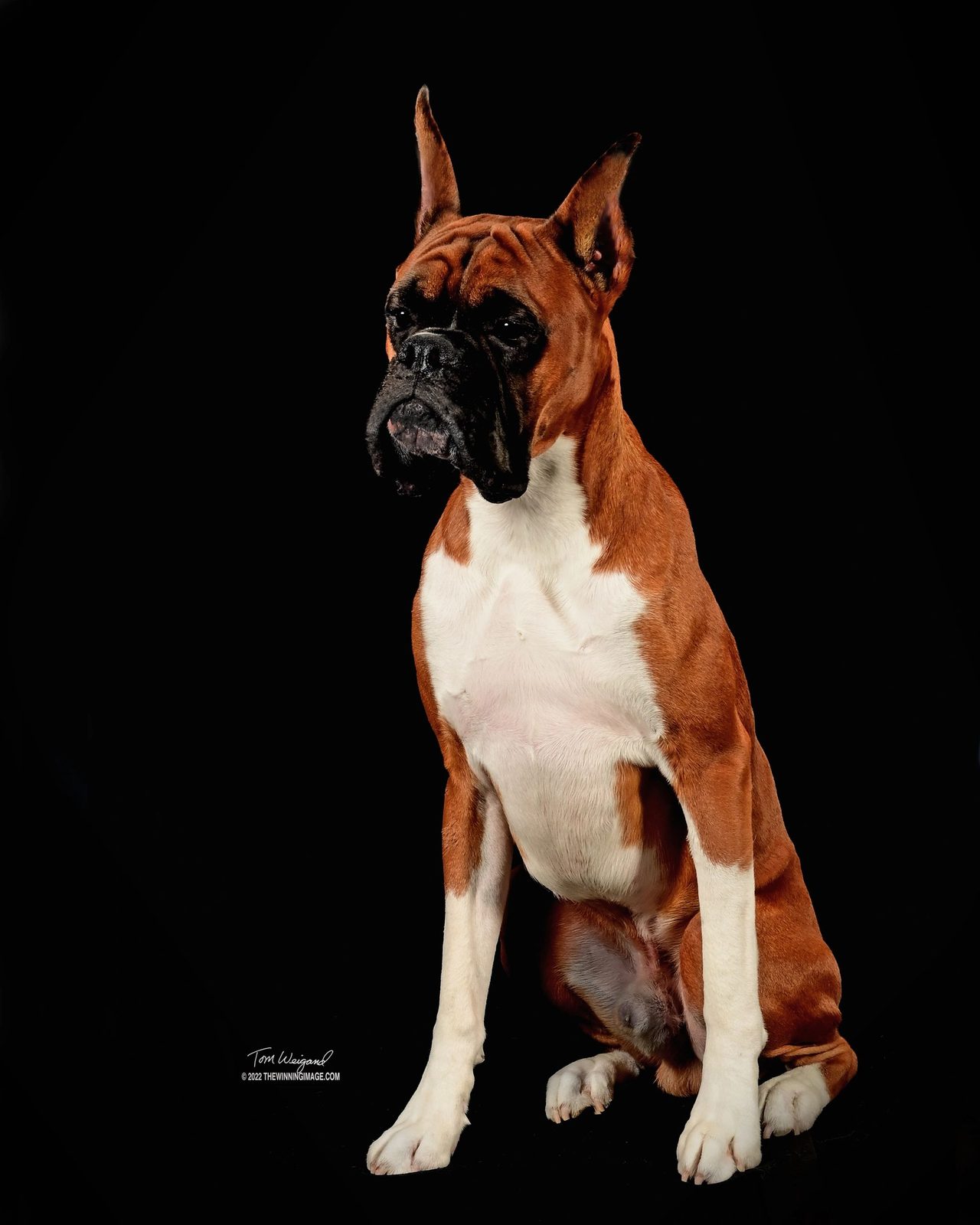 Bandit — CH Bessbox Rams Bandit, RAM BOXERS fawn Boxer