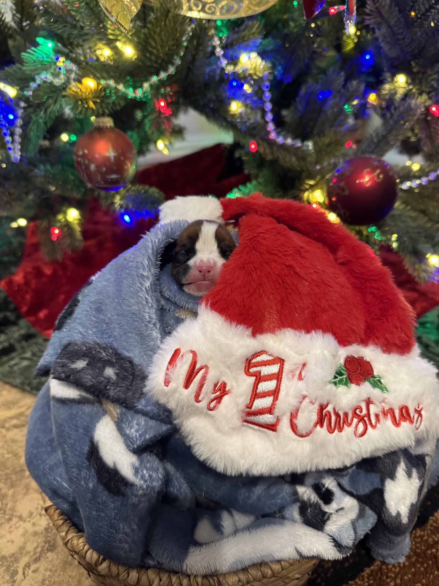 Blaze, a newborn brindle Boxer puppy, sleeping under the Christmas tree in his My 1st Christmas Santa hat