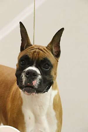 Diamond smiling at the American Boxer Club show
