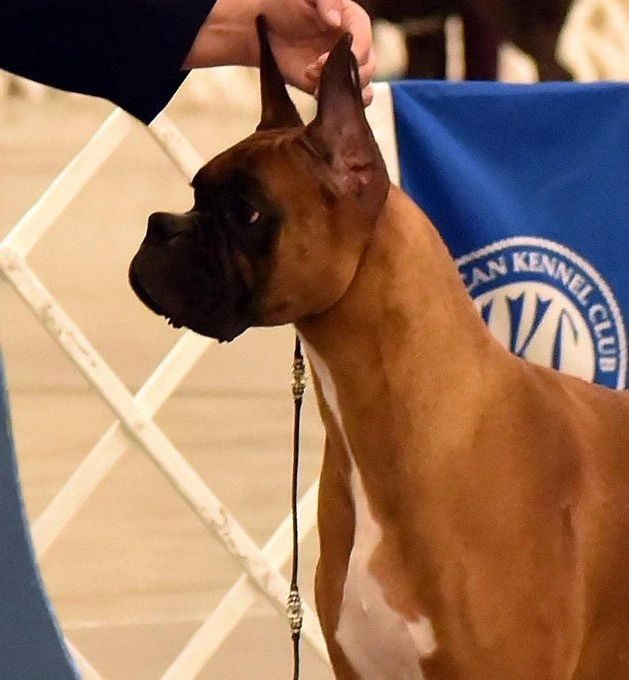Echo — Rams Midnight Echo, RAM BOXERS fawn Boxer