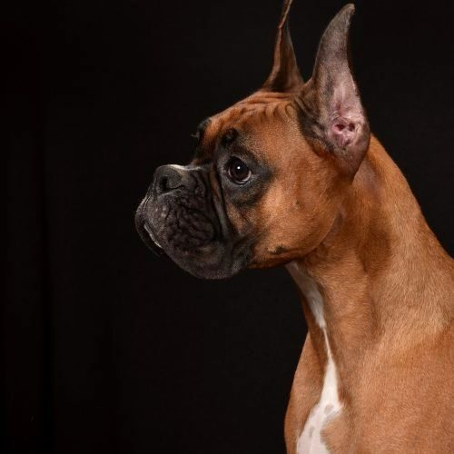 Echo — Rams Midnight Echo, RAM BOXERS fawn Boxer