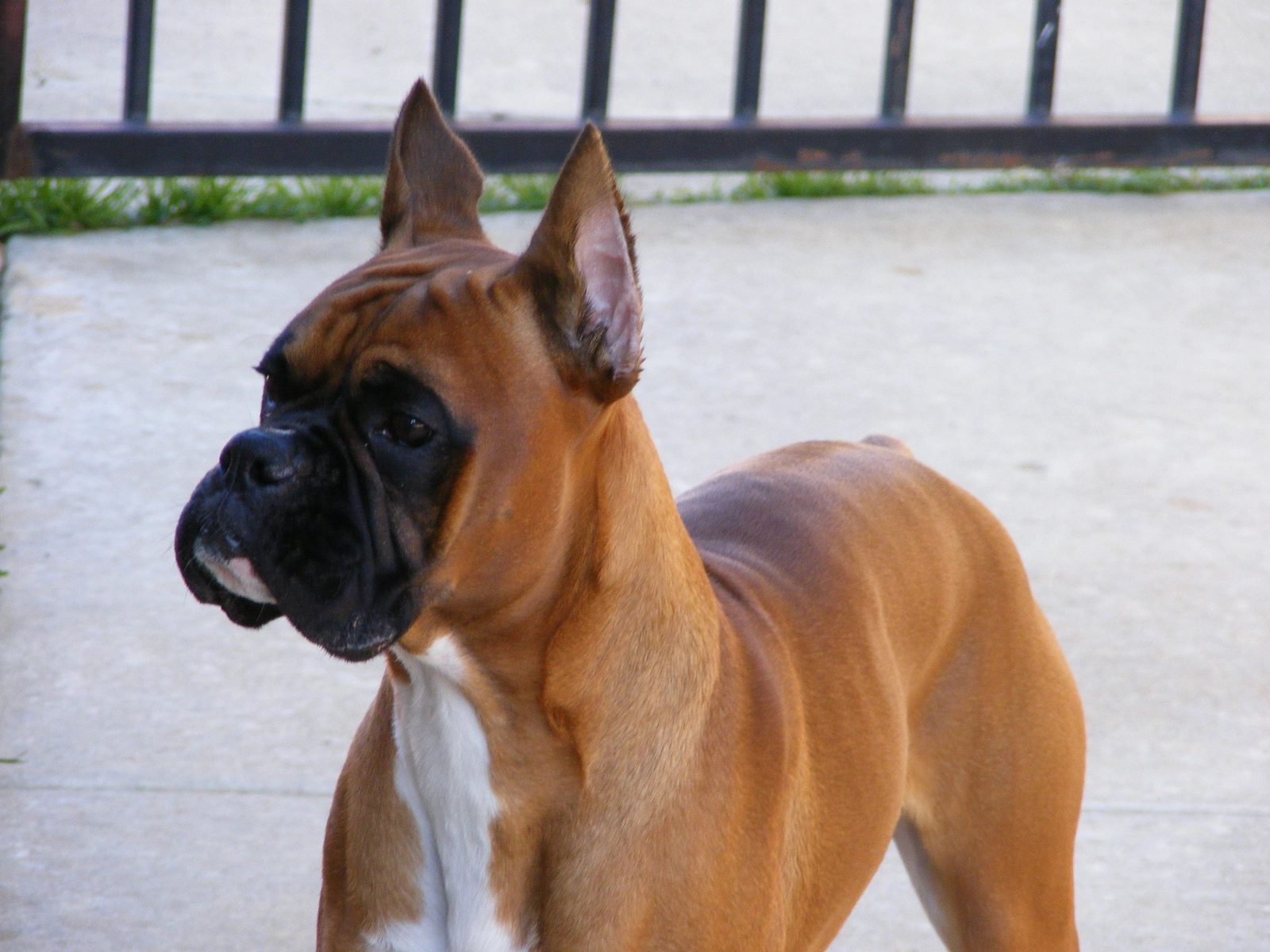 Holly