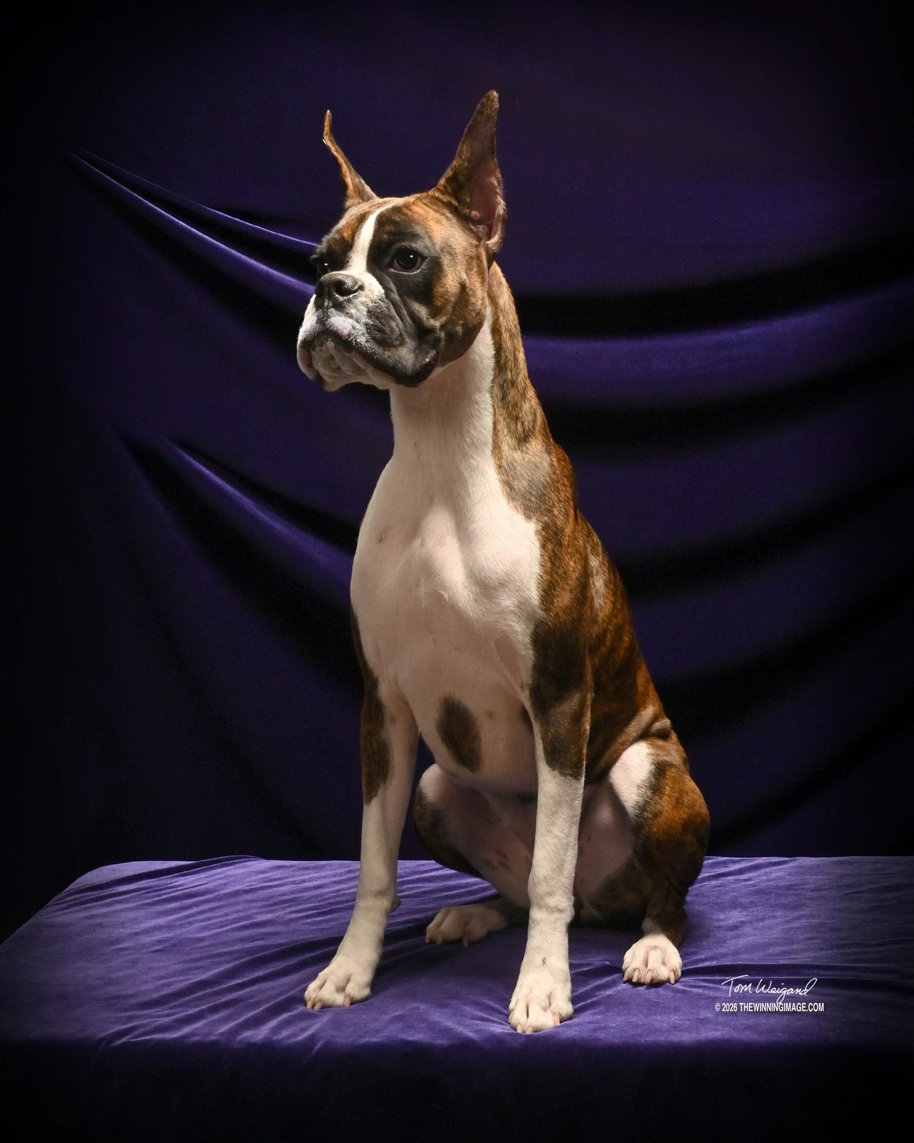 Pepper — Rams Destined To Wynn, RAM BOXERS brindle Boxer