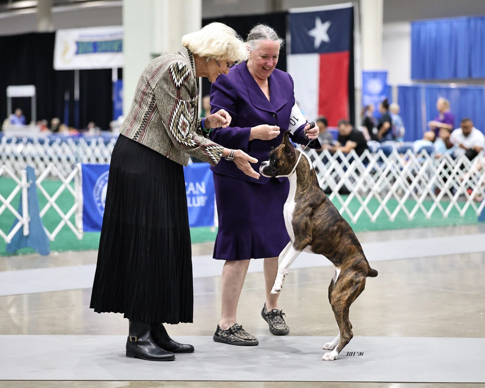 Pepper — Rams Destined To Wynn, RAM BOXERS brindle Boxer