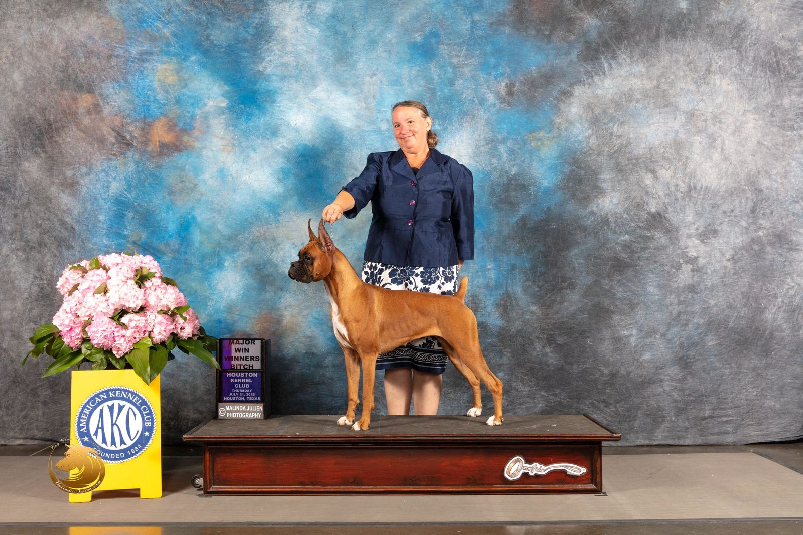 AKC Boxer winning Winners Bitch Major under Judge Luis Sosa, RAM BOXERS champion bloodlines