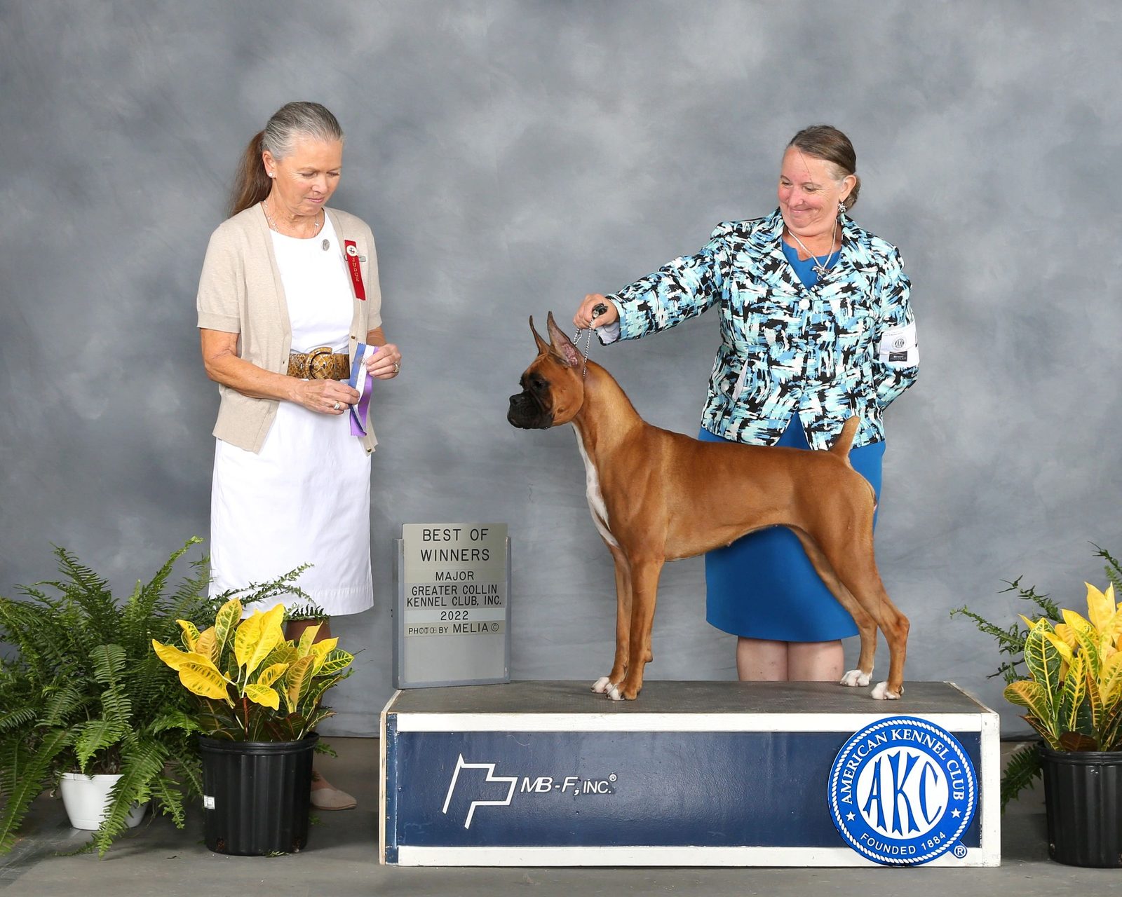 Fawn AKC champion Boxer CH RAMS SUMMER NIGHTS winning in the show ring at RAM BOXERS, Texas